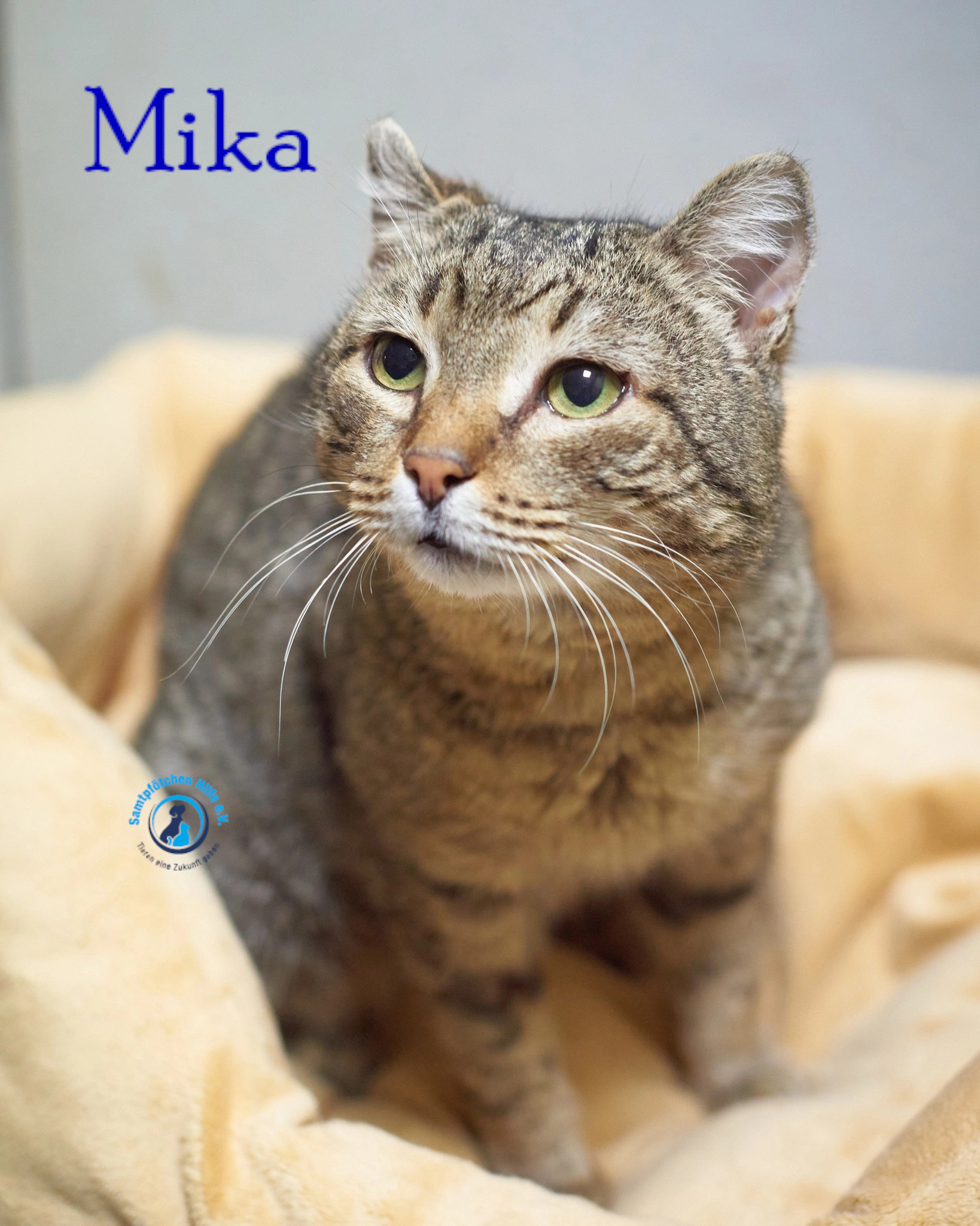 Fremde_Katzen/Mika_II/Mika_II14mN.jpg