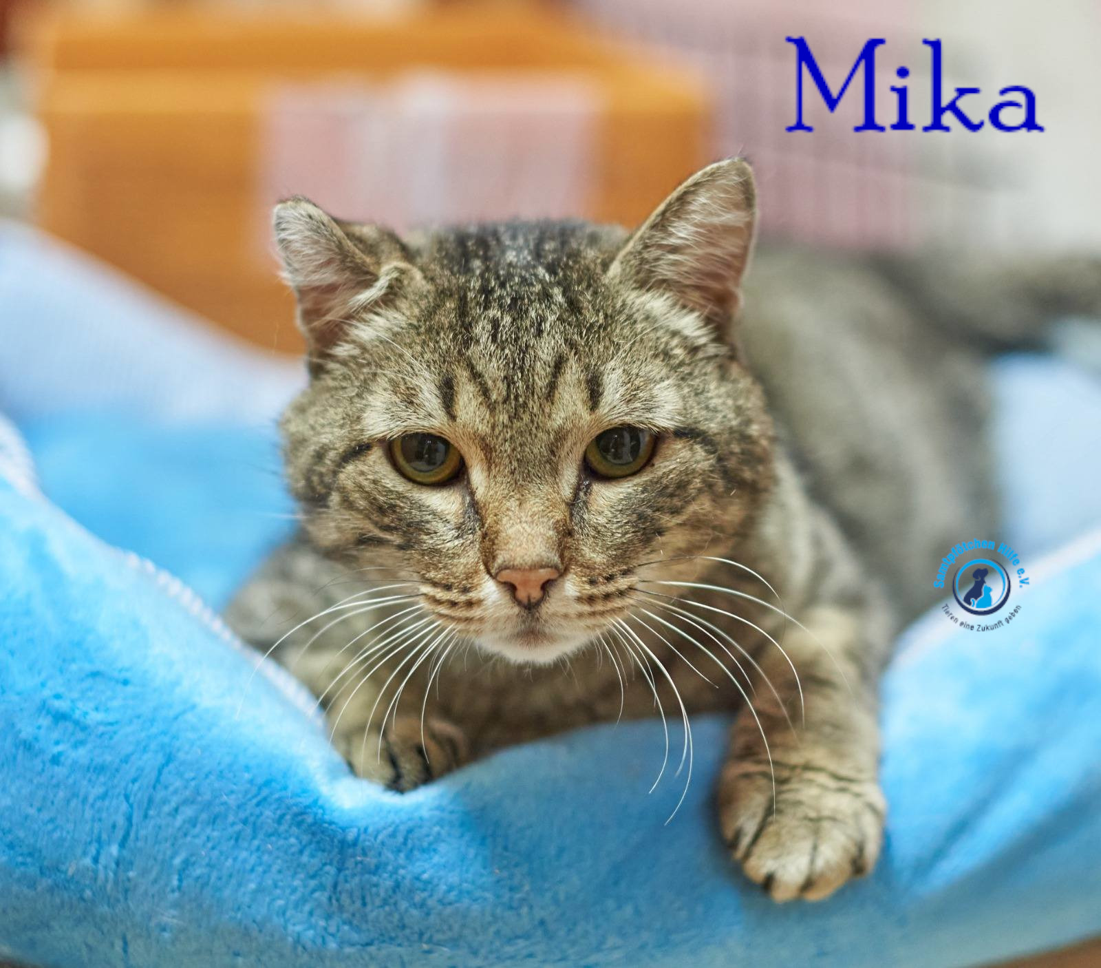 Fremde_Katzen/Mika_II/Mika_II16mN.jpg