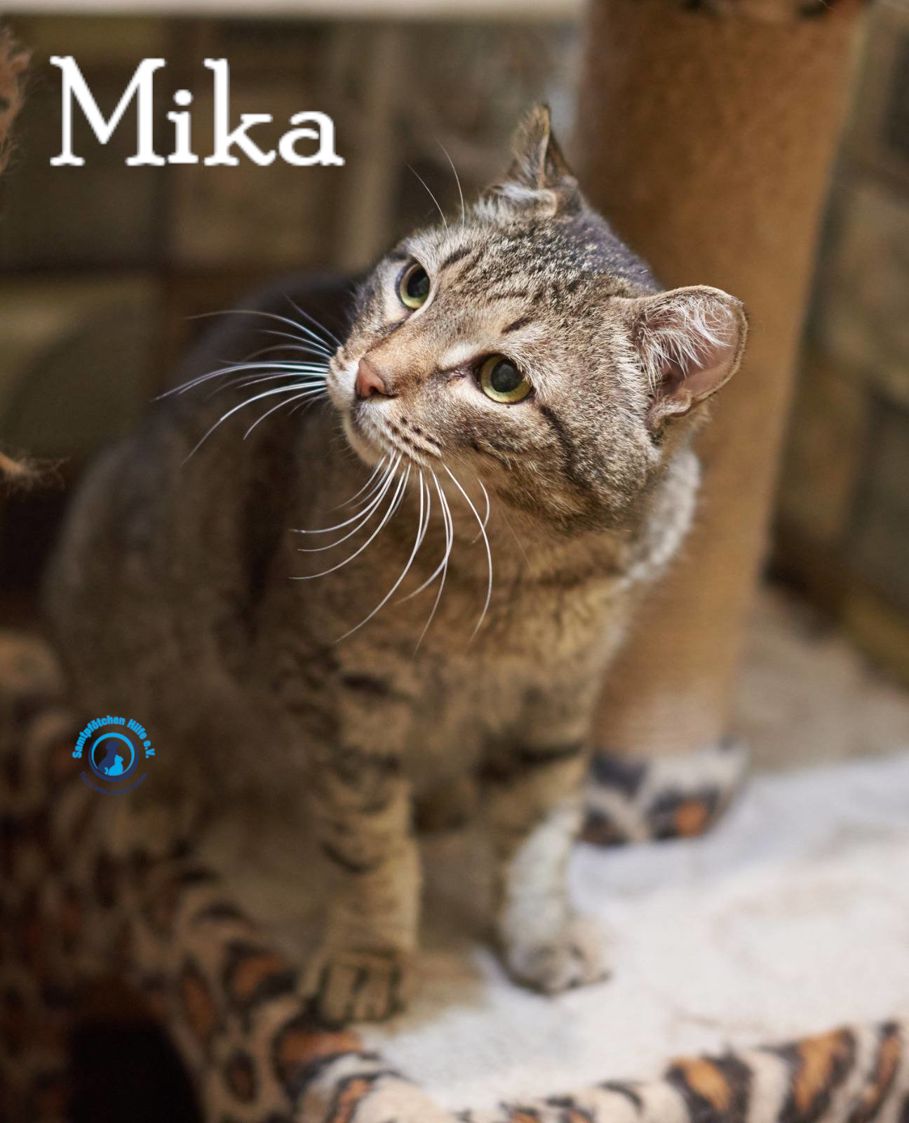 Fremde_Katzen/Mika_II/Mika_II17mN.jpg