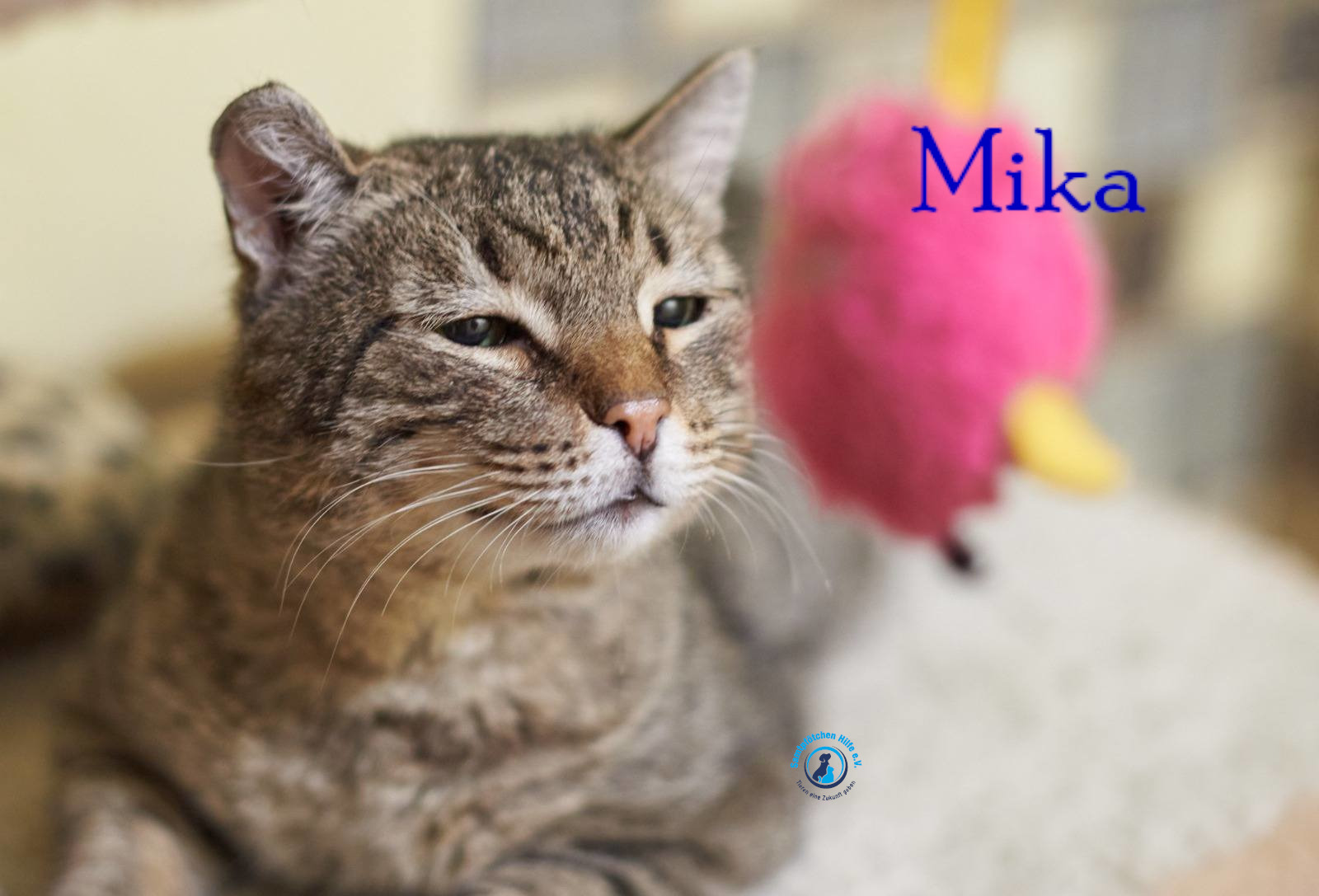 Fremde_Katzen/Mika_II/Mika_II18mN.jpg