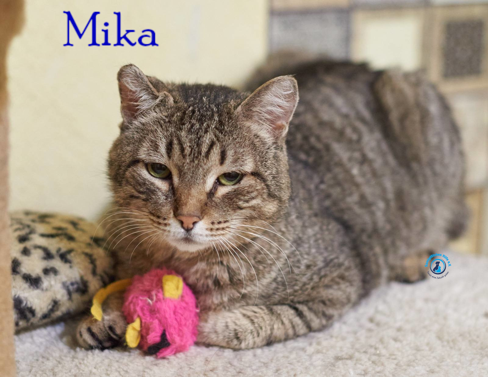 Fremde_Katzen/Mika_II/Mika_II19mN.jpg