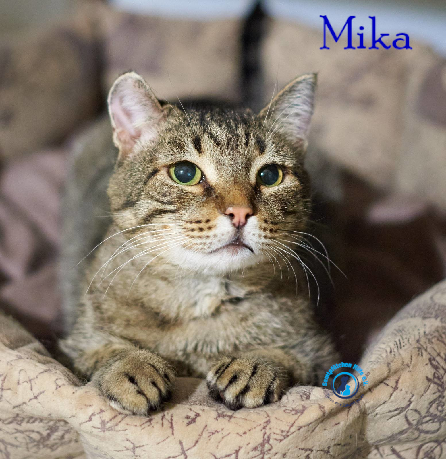 Fremde_Katzen/Mika_II/Mika_II20mN.jpg