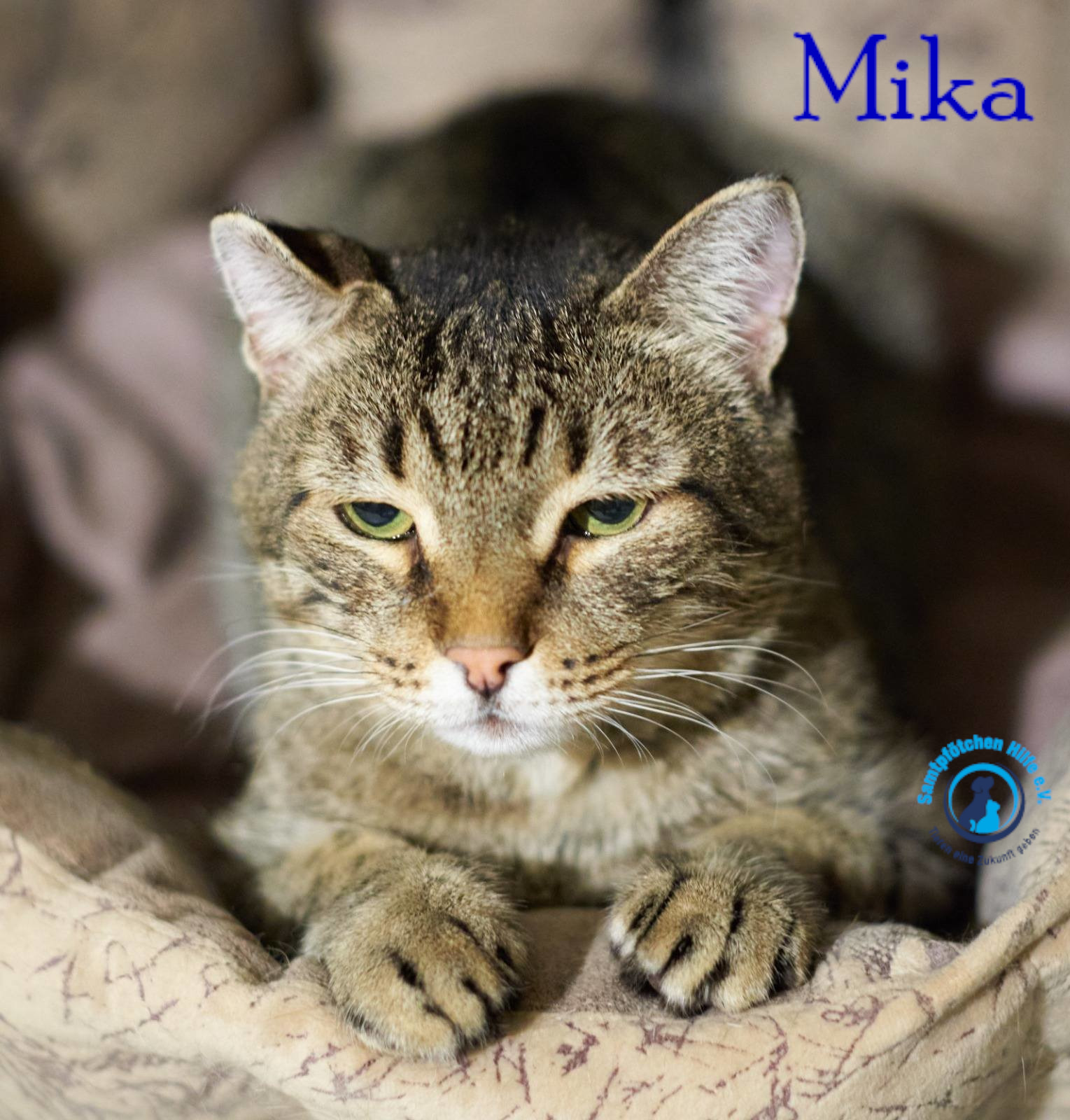 Fremde_Katzen/Mika_II/Mika_II21mN.jpg