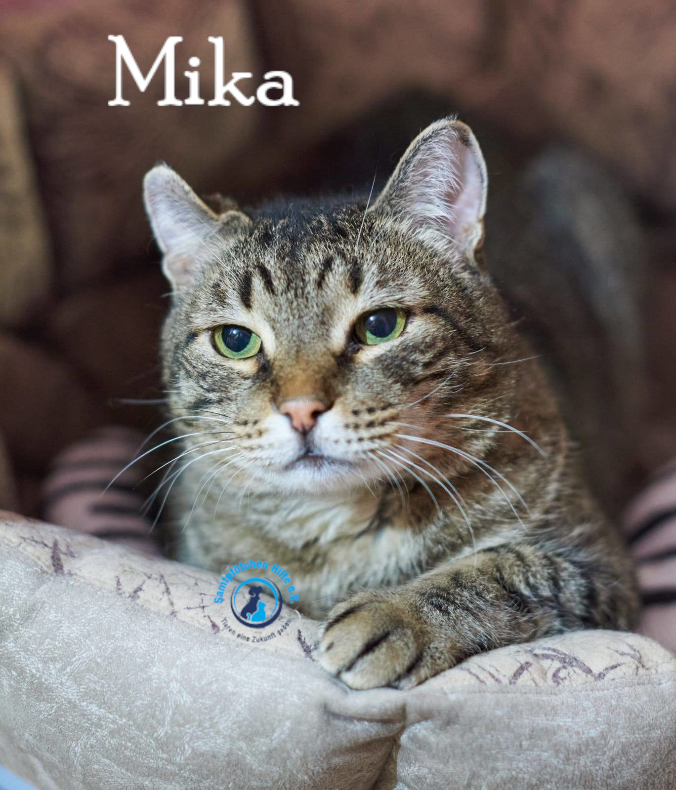 Fremde_Katzen/Mika_II/Mika_II23mN.jpg