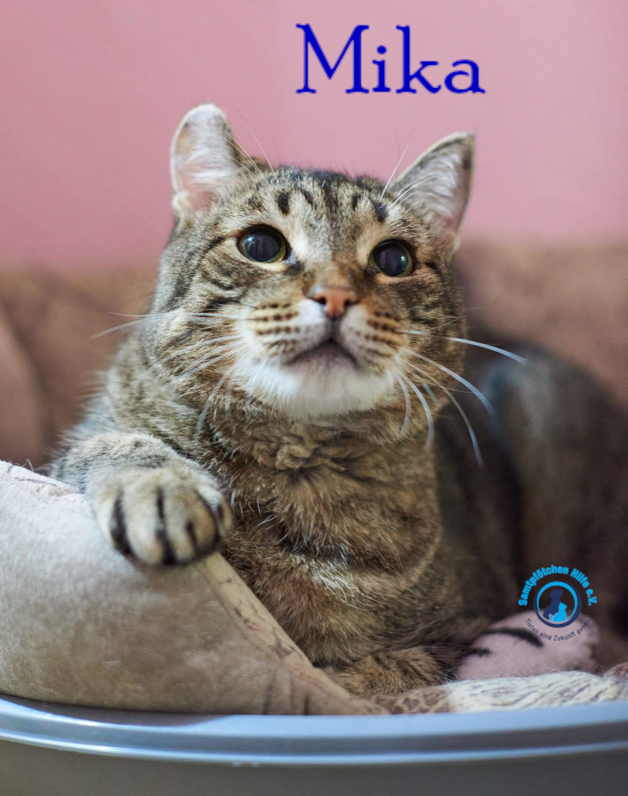 Fremde_Katzen/Mika_II/Mika_II24mN.jpg