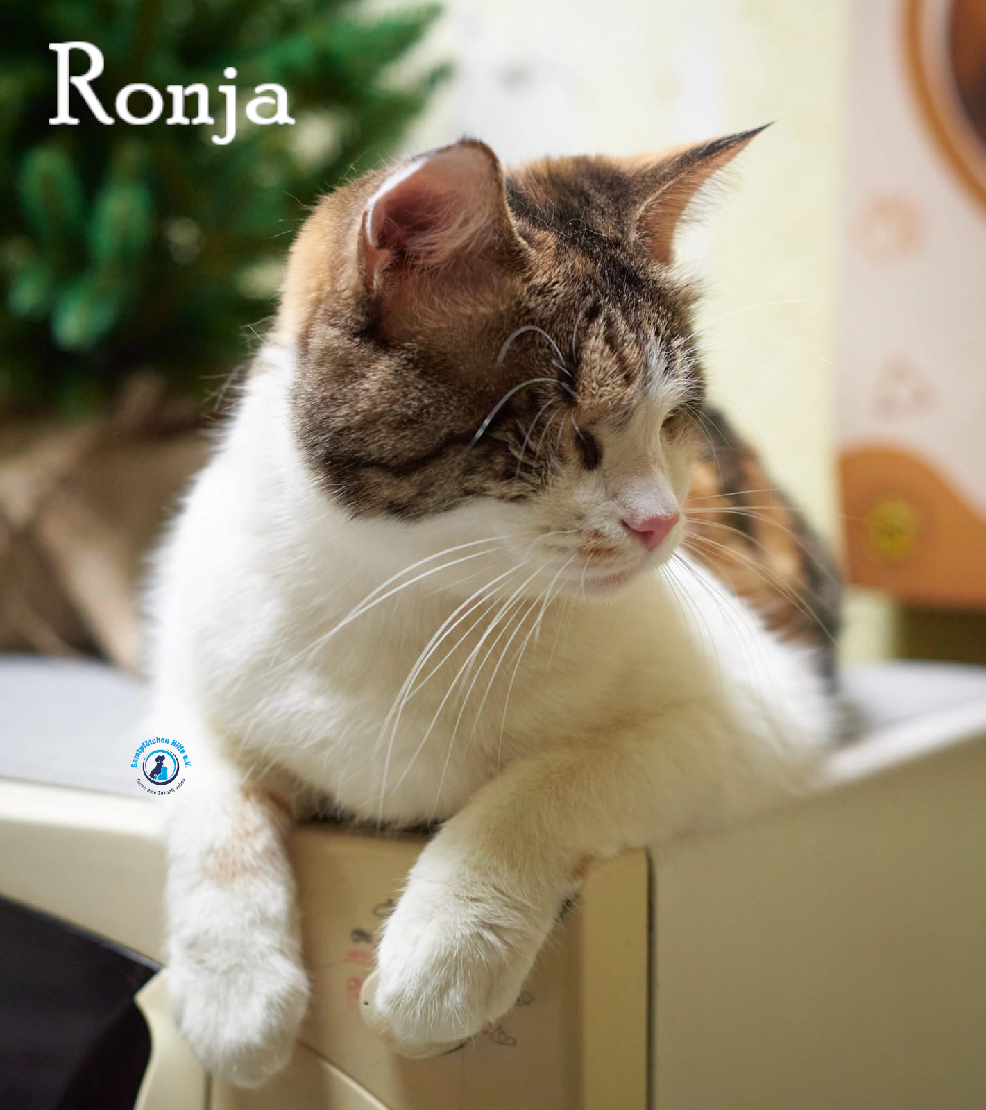 Fremde_Katzen/Ronja_II/Ronja_II61mN.jpg