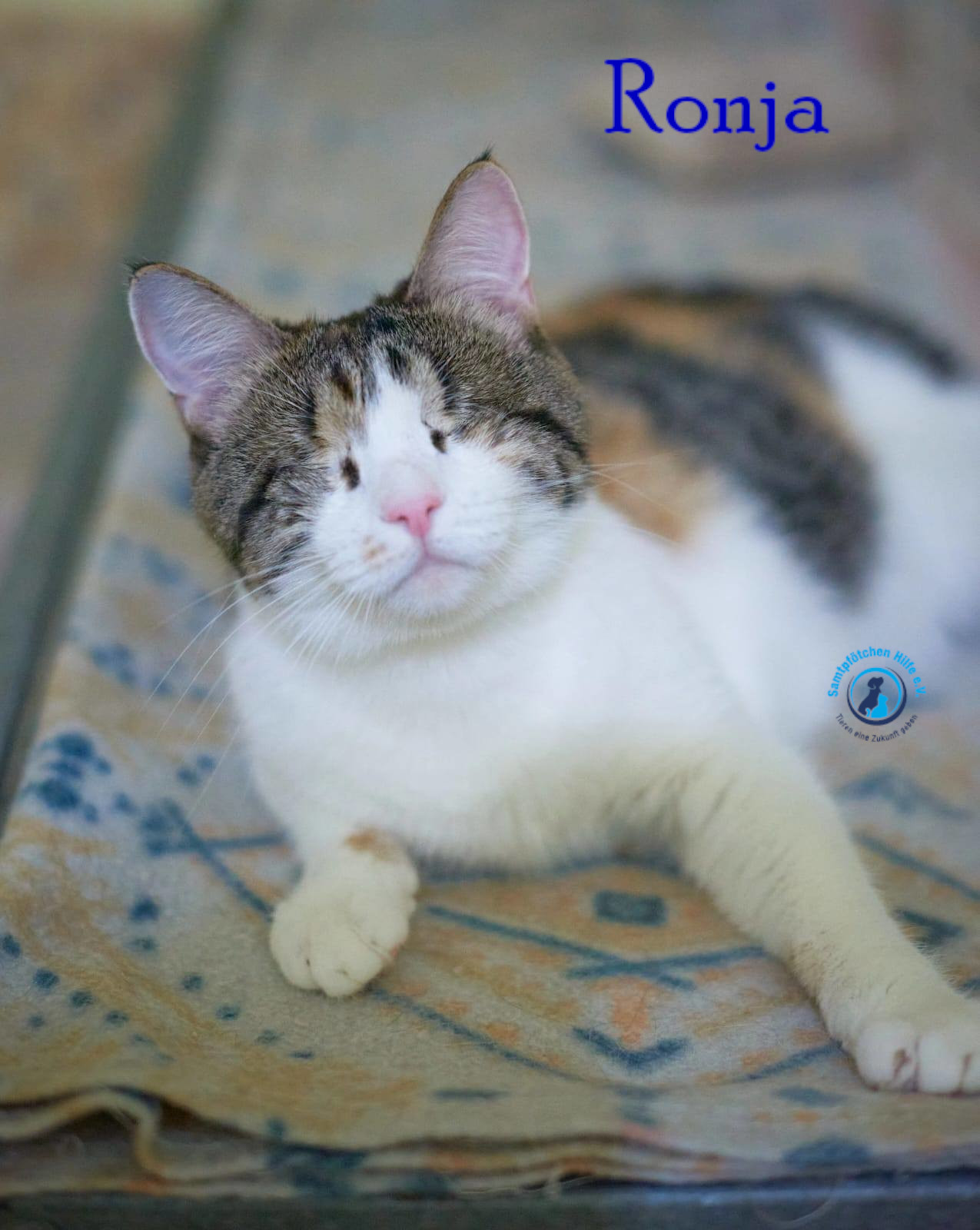 Fremde_Katzen/Ronja_II/Ronja_II62mN.jpg