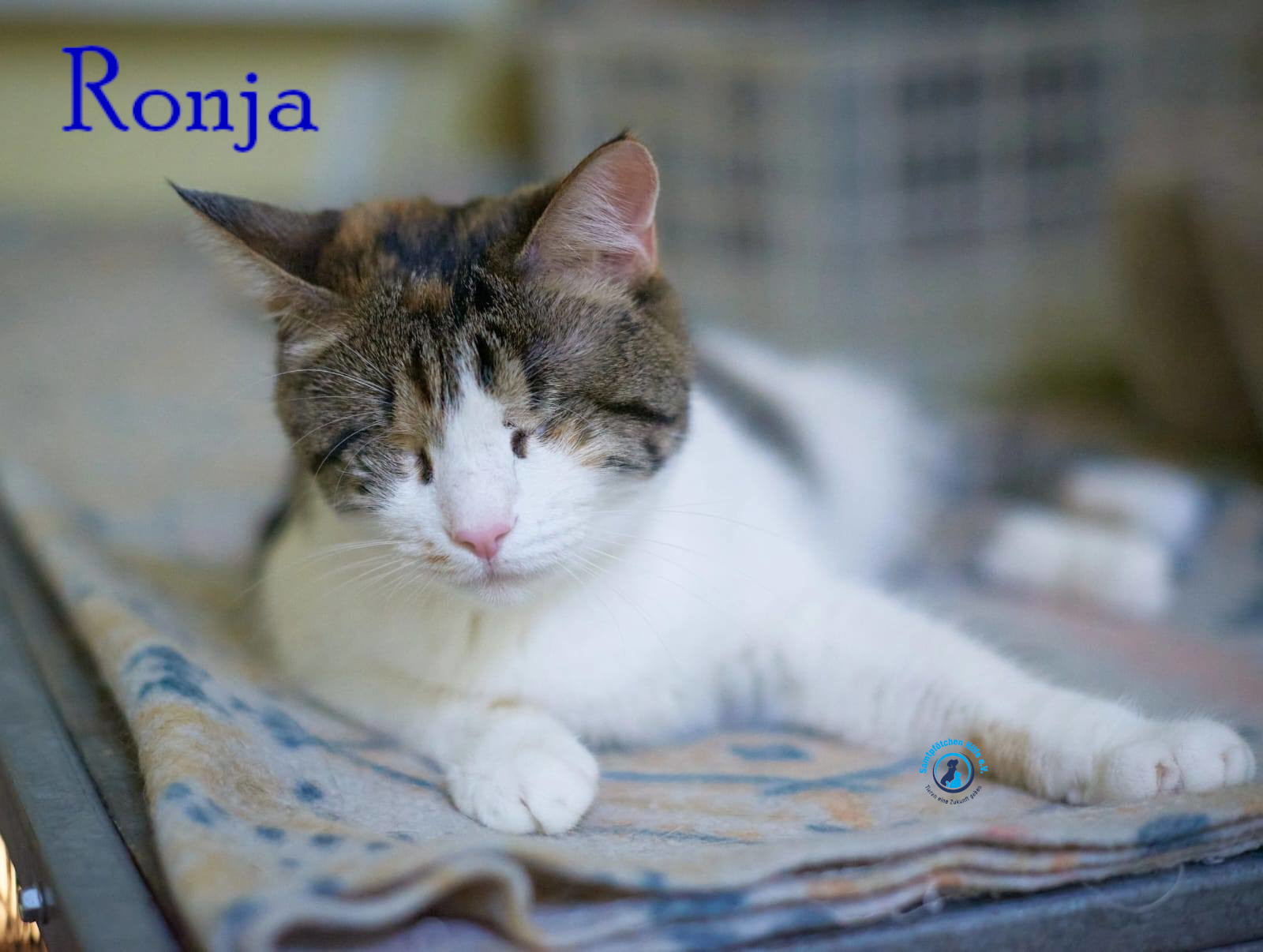 Fremde_Katzen/Ronja_II/Ronja_II63mN.jpg