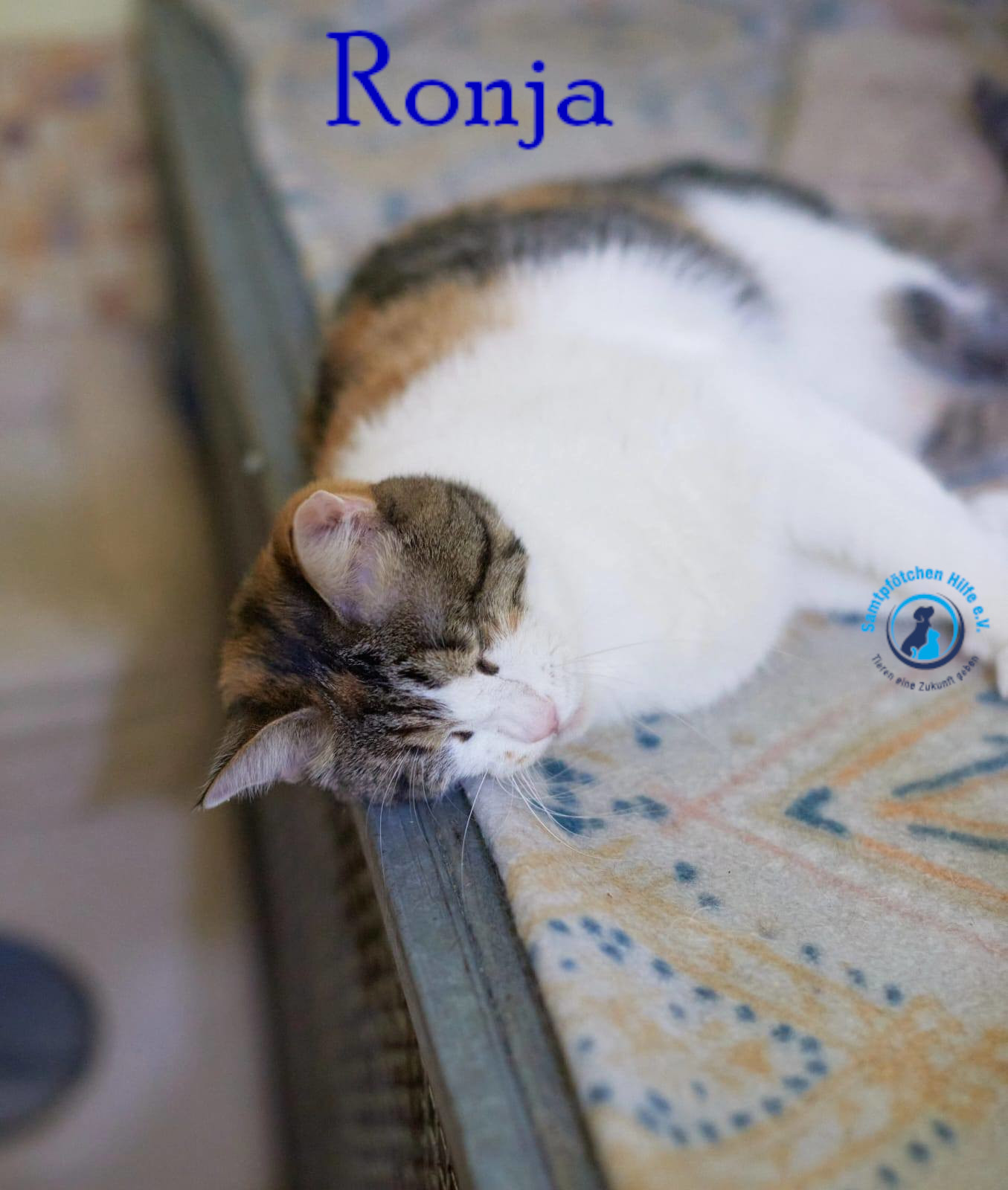 Fremde_Katzen/Ronja_II/Ronja_II65mN.jpg