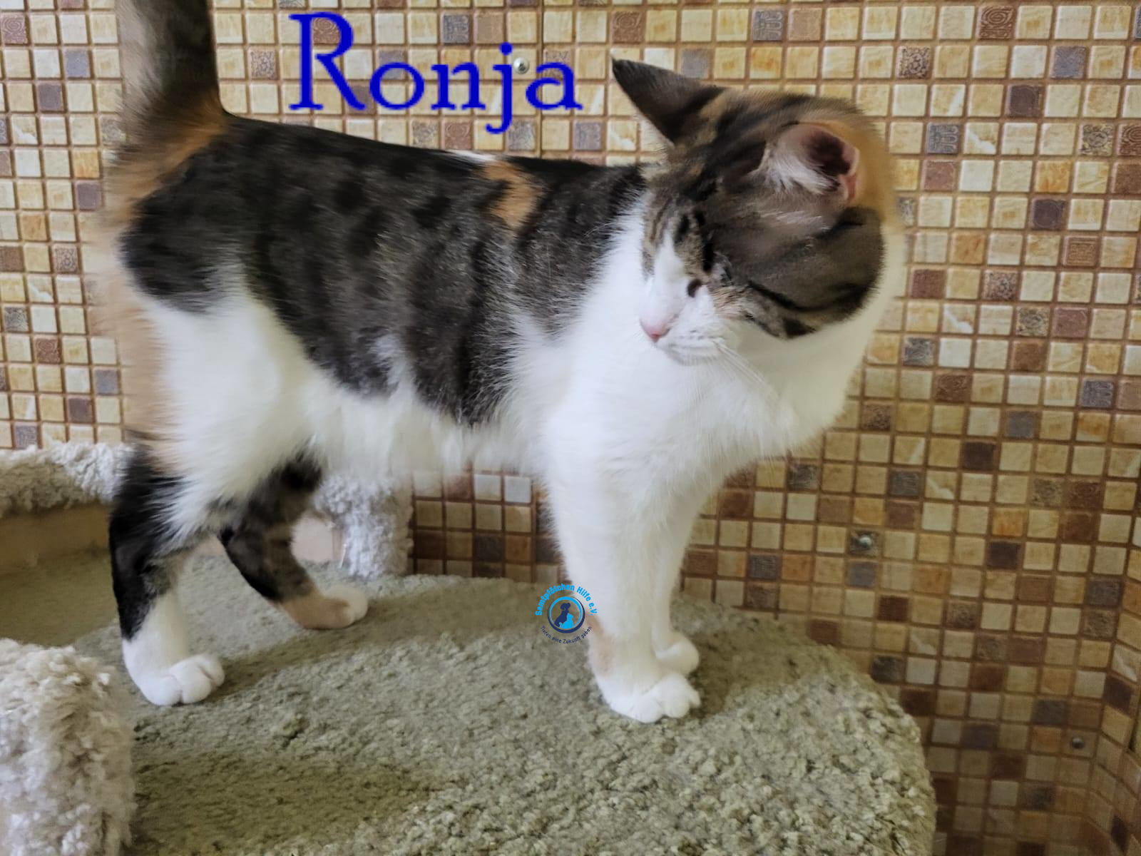 Fremde_Katzen/Ronja_II/Ronja_II66mN.jpg