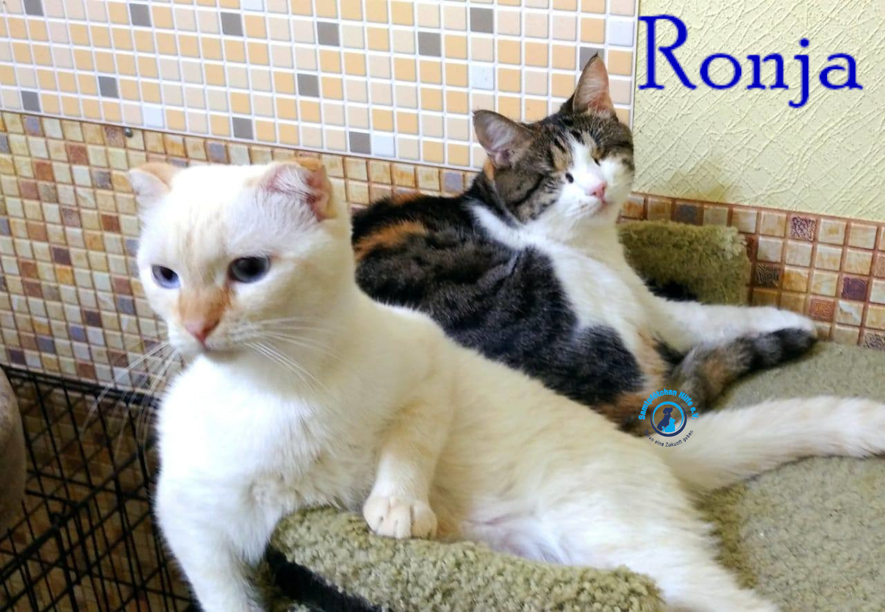 Fremde_Katzen/Ronja_II/Ronja_II69mN.jpg
