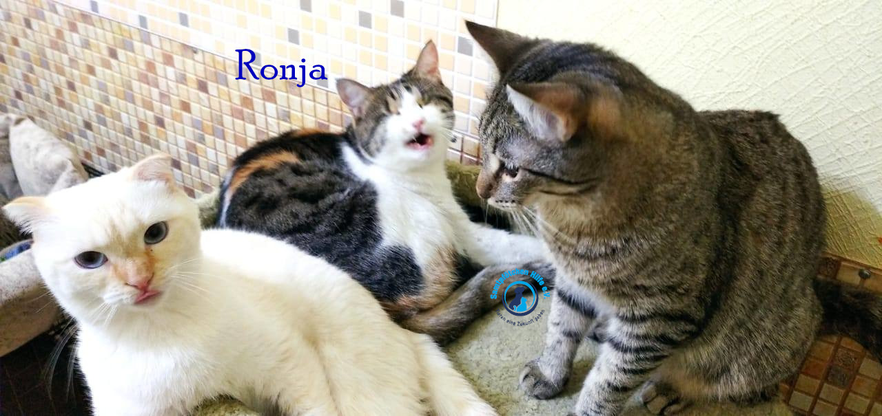Fremde_Katzen/Ronja_II/Ronja_II70mN.jpg