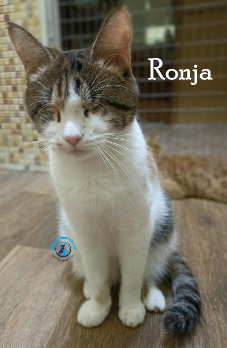 Fremde_Katzen/Ronja_II/Ronja_II71mN.jpg