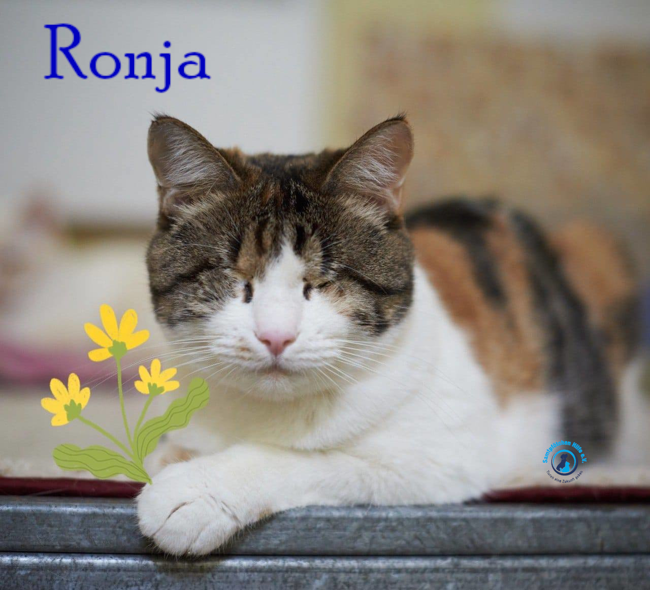 Fremde_Katzen/Ronja_II/Ronja_II72mN.jpg