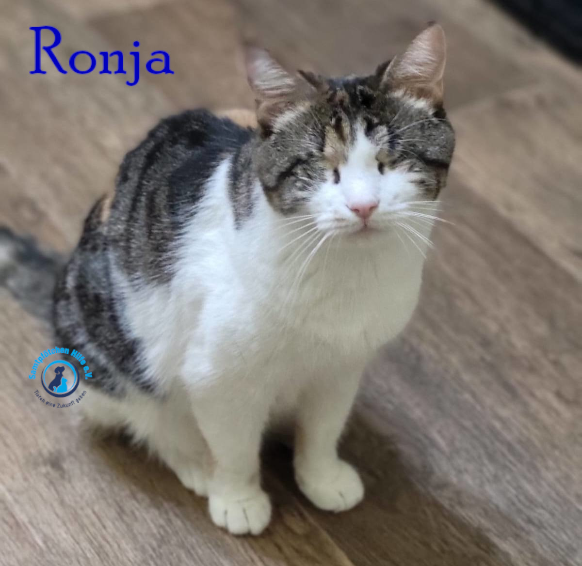 Fremde_Katzen/Ronja_II/Ronja_II73mN.jpg