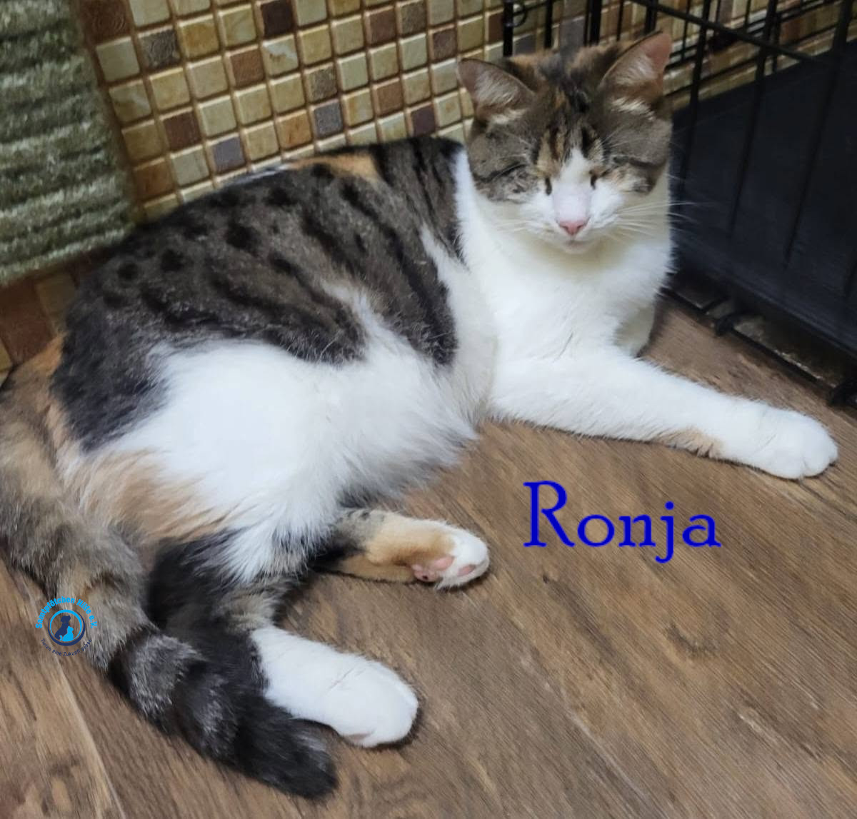 Fremde_Katzen/Ronja_II/Ronja_II75mN.jpg