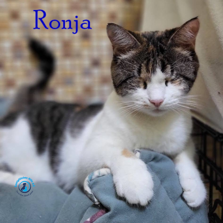 Fremde_Katzen/Ronja_II/Ronja_II76mN.jpg