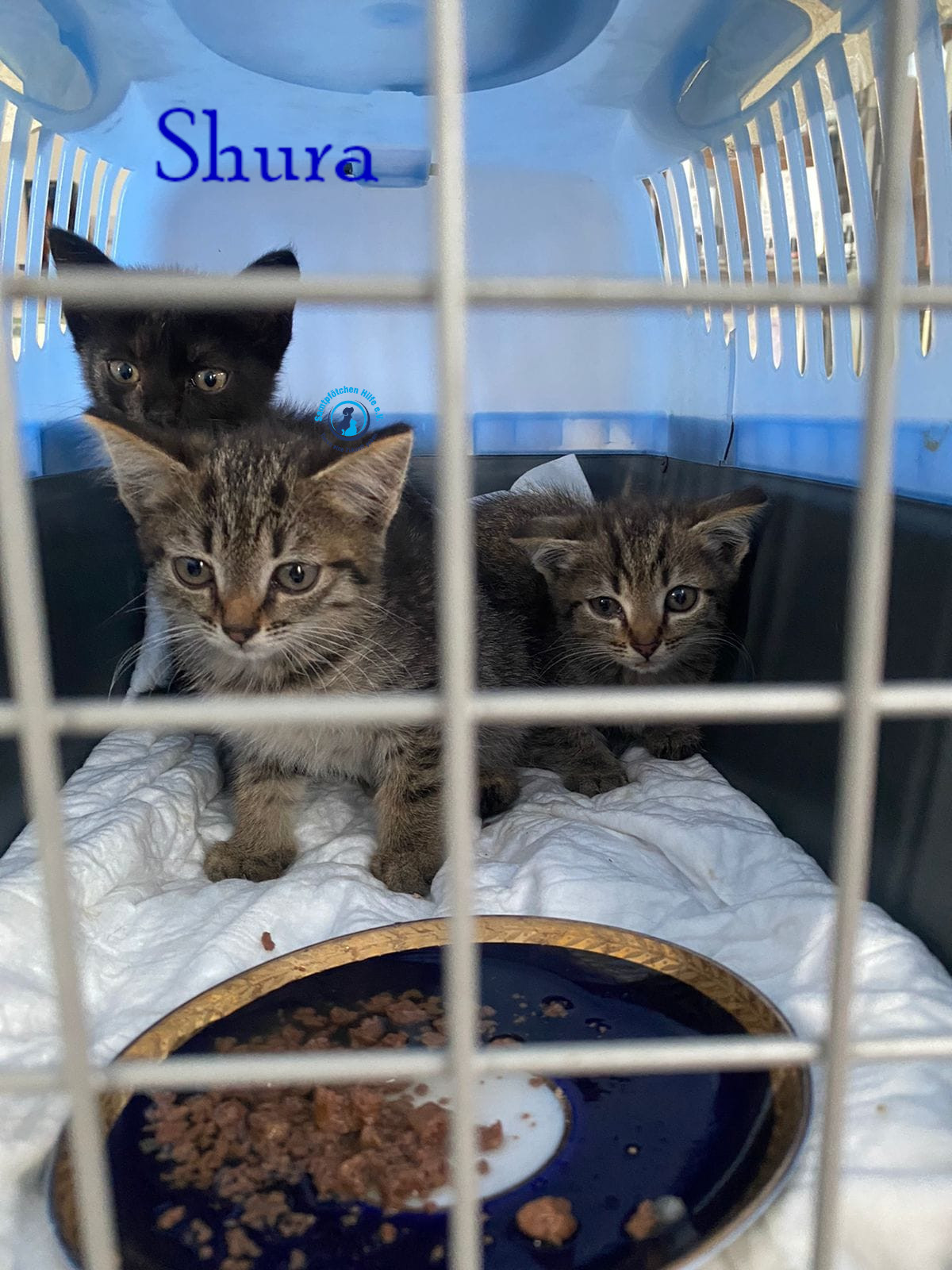 Fremde_Katzen/Shura_II/Shura_II02mN.jpg