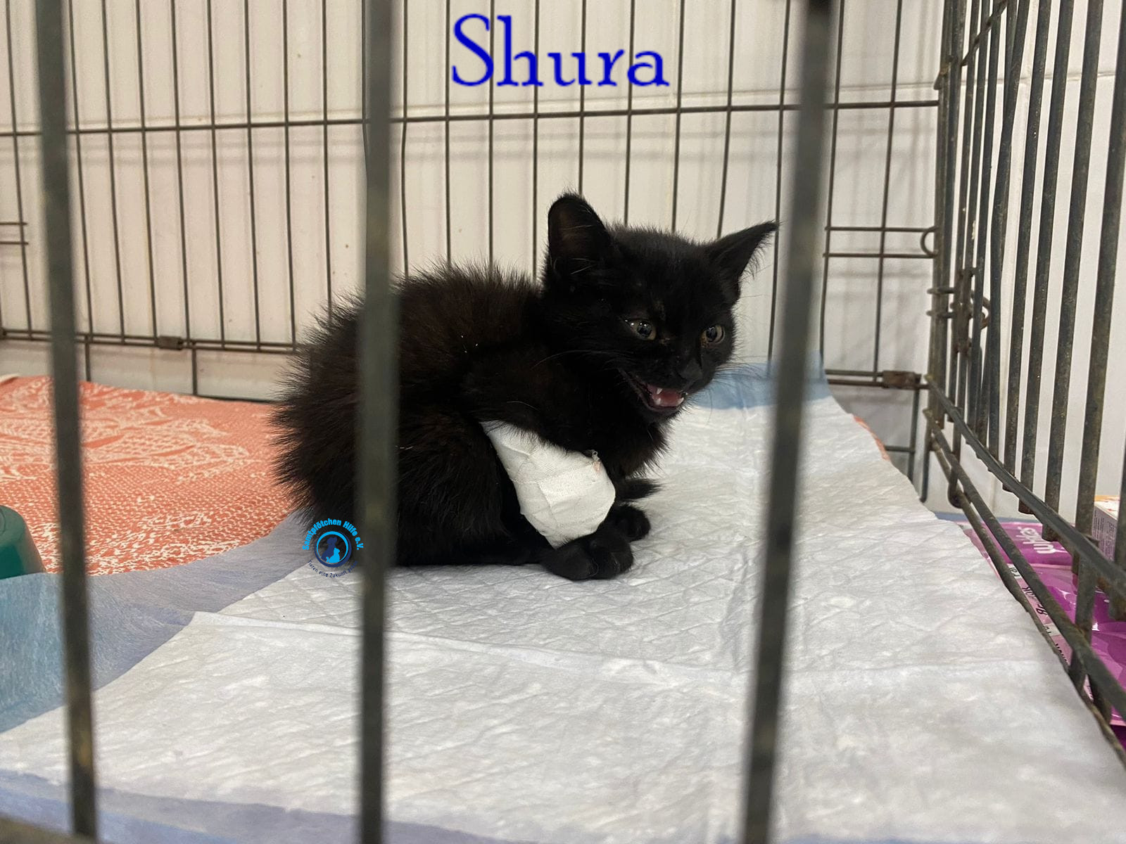 Fremde_Katzen/Shura_II/Shura_II03mN.jpg