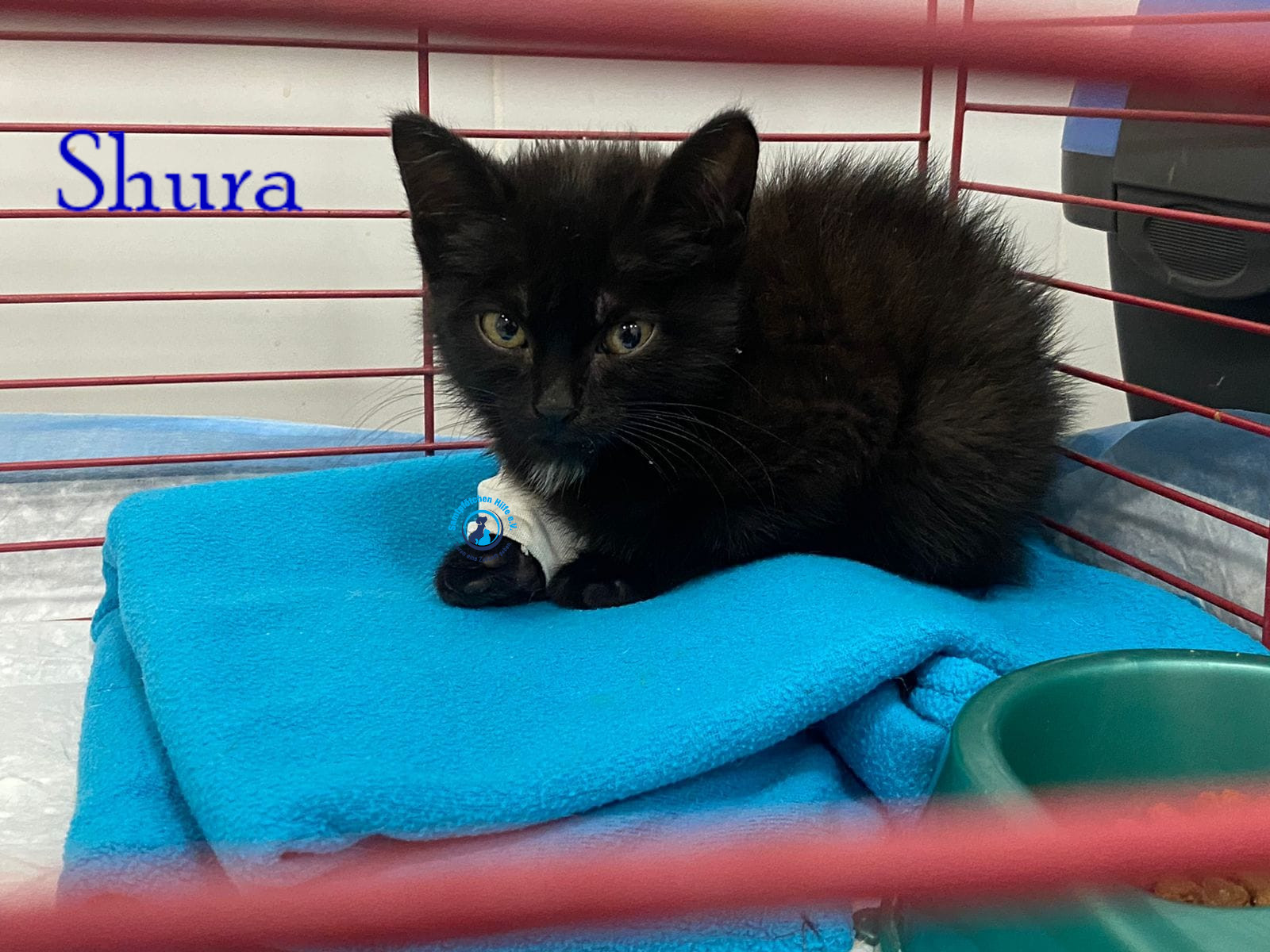 Fremde_Katzen/Shura_II/Shura_II04mN.jpg