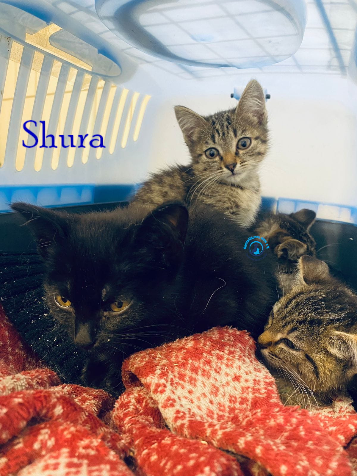 Fremde_Katzen/Shura_II/Shura_II05mN.jpg