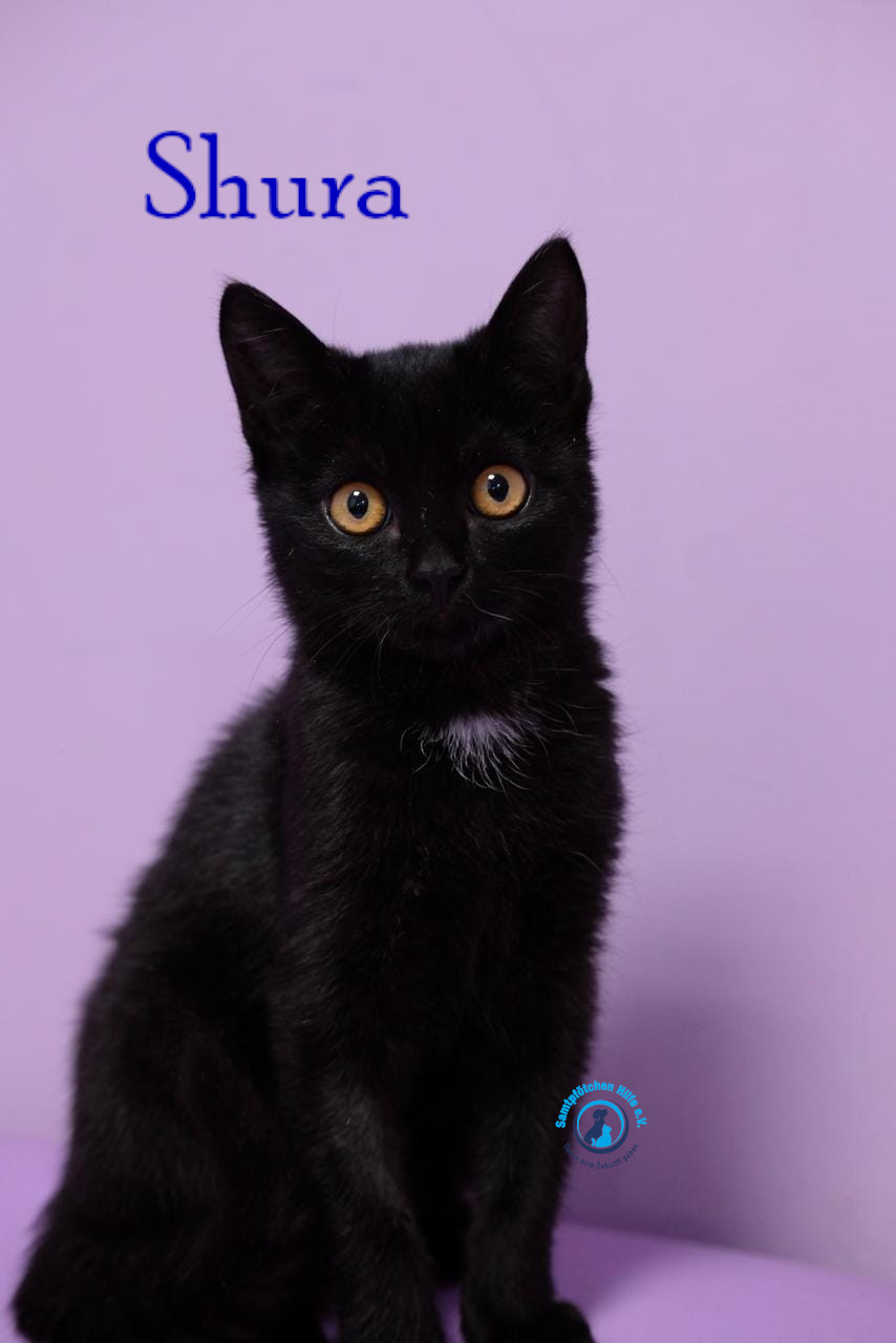 Fremde_Katzen/Shura_II/Shura_II09mN.jpg