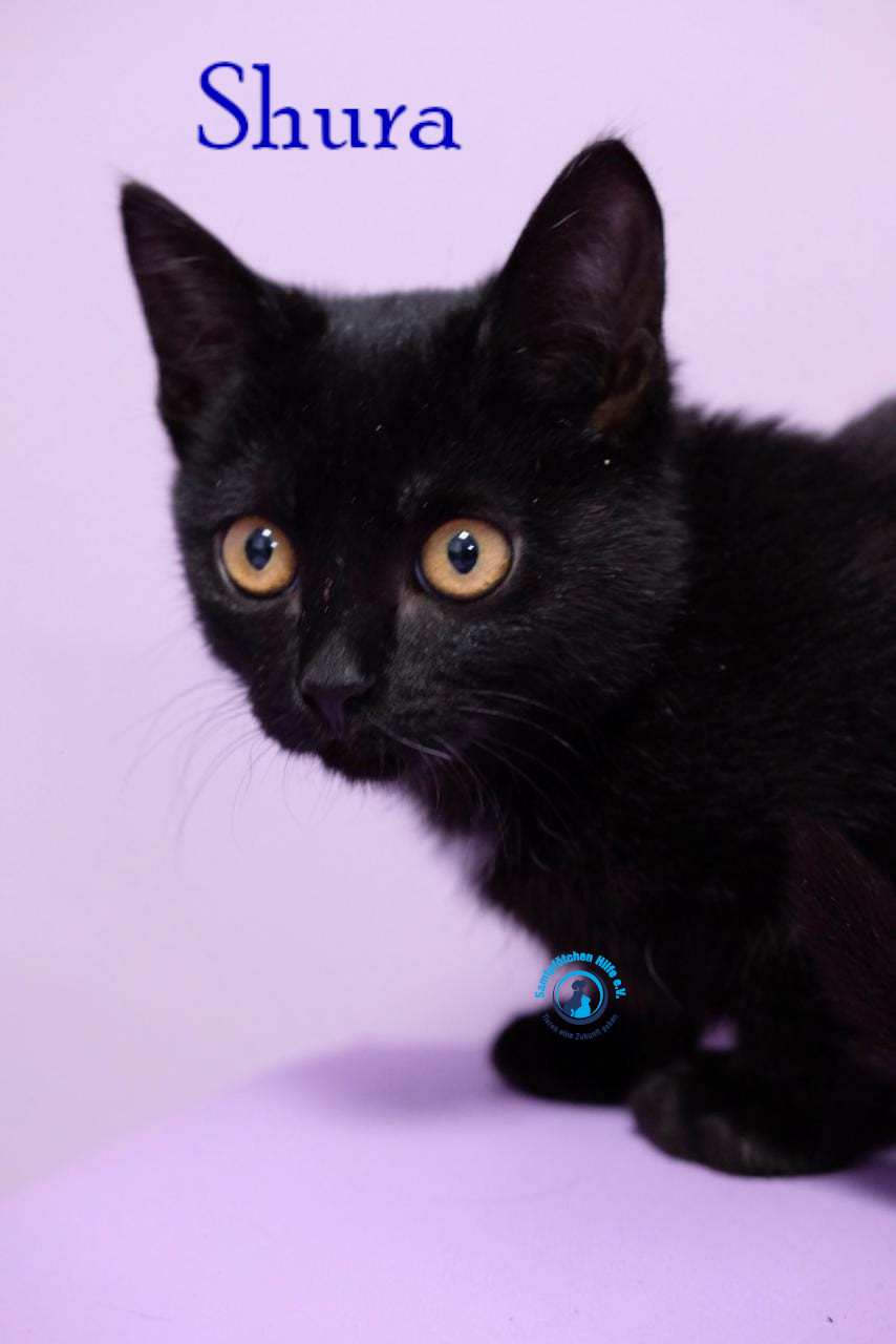 Fremde_Katzen/Shura_II/Shura_II10mN.jpg