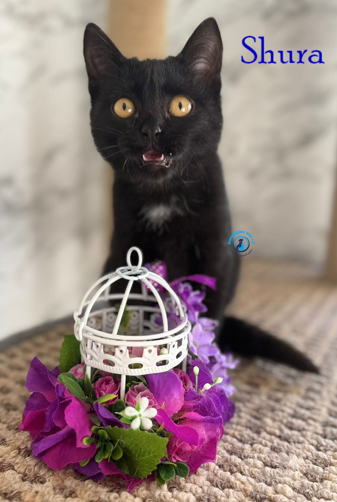 Fremde_Katzen/Shura_II/Shura_II12mN.jpg