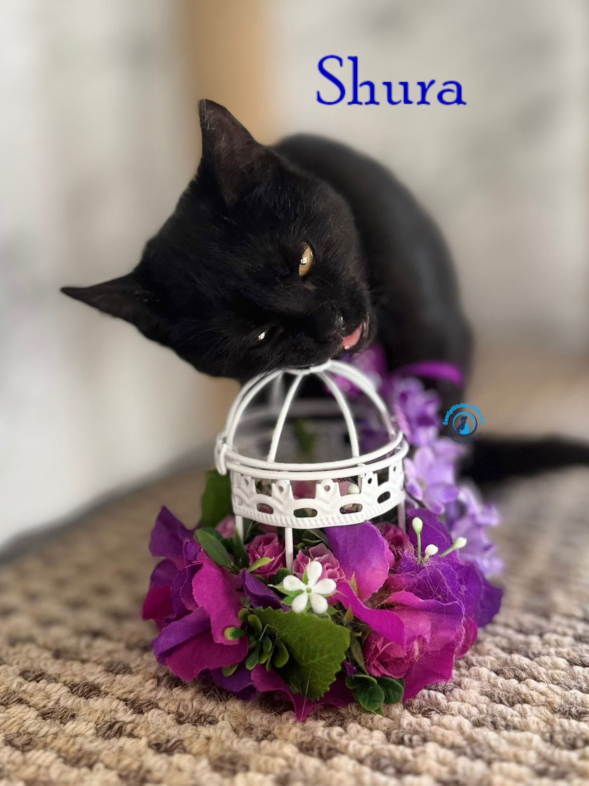 Fremde_Katzen/Shura_II/Shura_II13mN.jpg