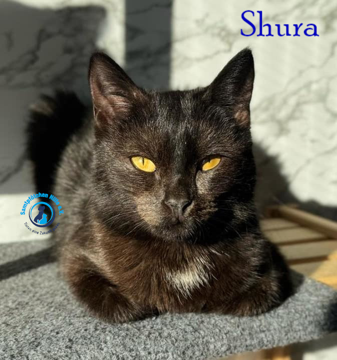 Fremde_Katzen/Shura_II/Shura_II16mN.jpg