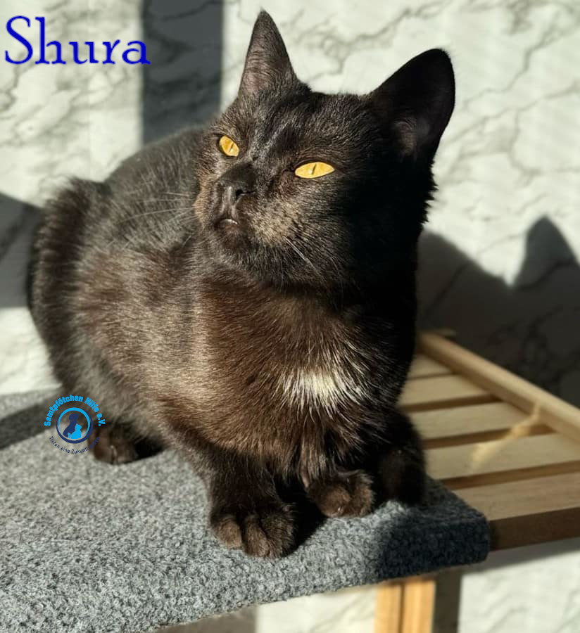 Fremde_Katzen/Shura_II/Shura_II17mN.jpg
