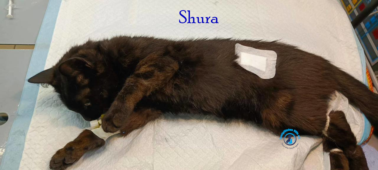 Fremde_Katzen/Shura_II/Shura_II18mN.jpg