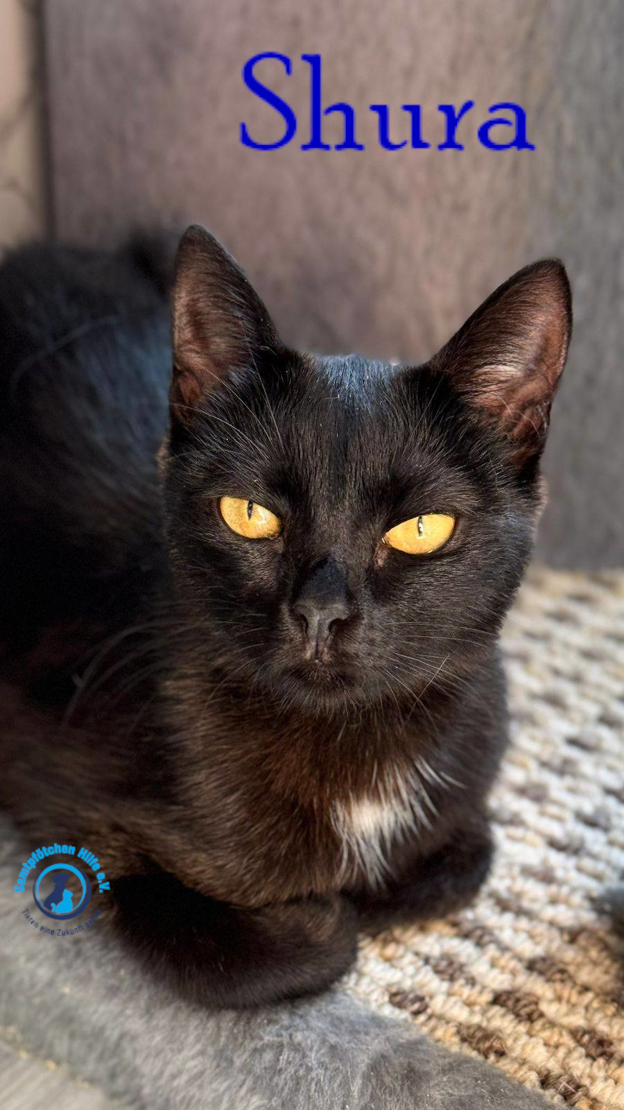 Fremde_Katzen/Shura_II/Shura_II19mN.jpg