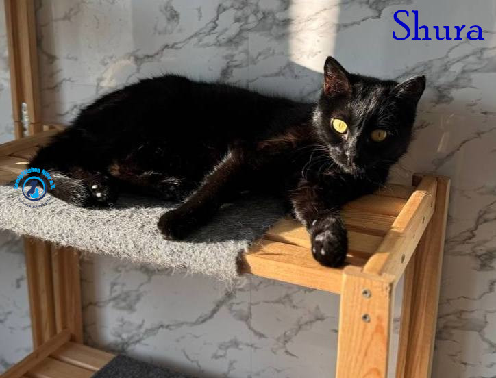 Fremde_Katzen/Shura_II/Shura_II21mN.jpg