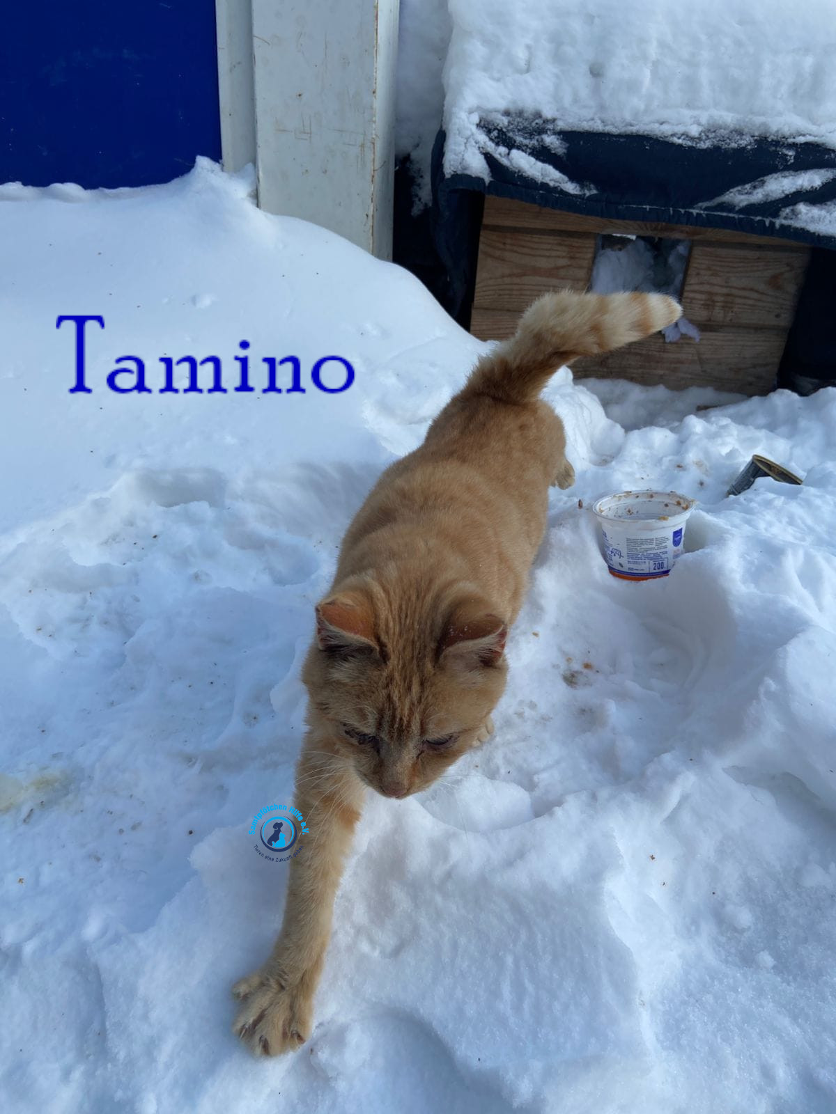 Fremde_Katzen/Tamino/Tamino01mN.jpg