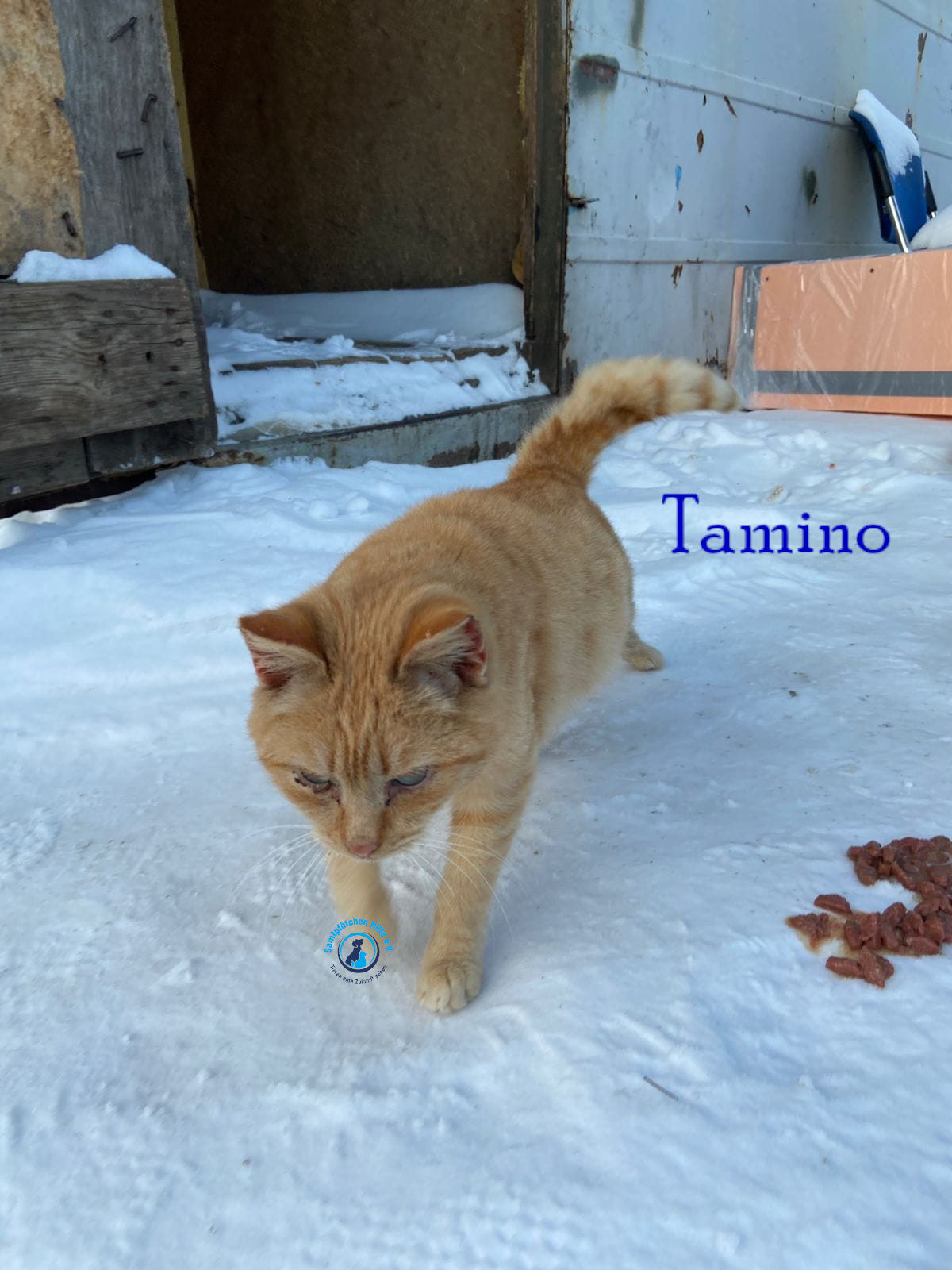 Fremde_Katzen/Tamino/Tamino02mN.jpg