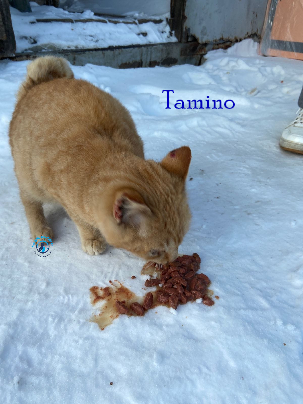 Fremde_Katzen/Tamino/Tamino03mN.jpg