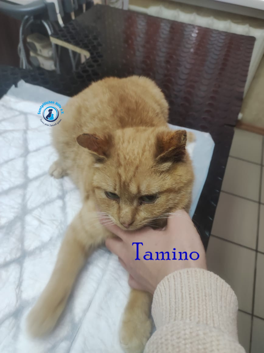 Fremde_Katzen/Tamino/Tamino05mN.jpg