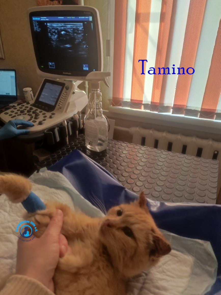 Fremde_Katzen/Tamino/Tamino07mN.jpg
