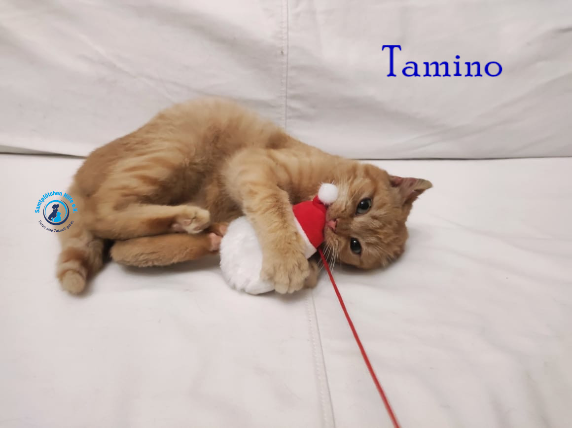 Fremde_Katzen/Tamino/Tamino10mN.jpg