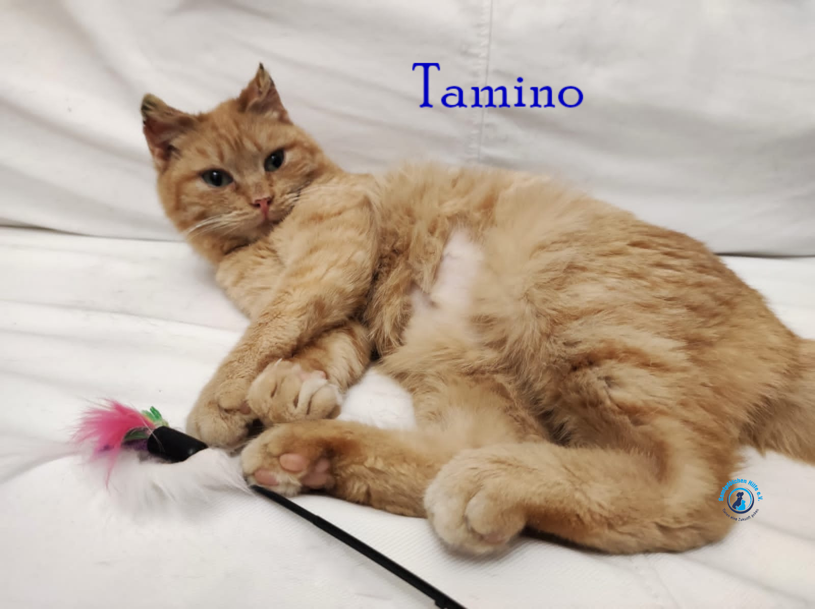 Fremde_Katzen/Tamino/Tamino12mN.jpg