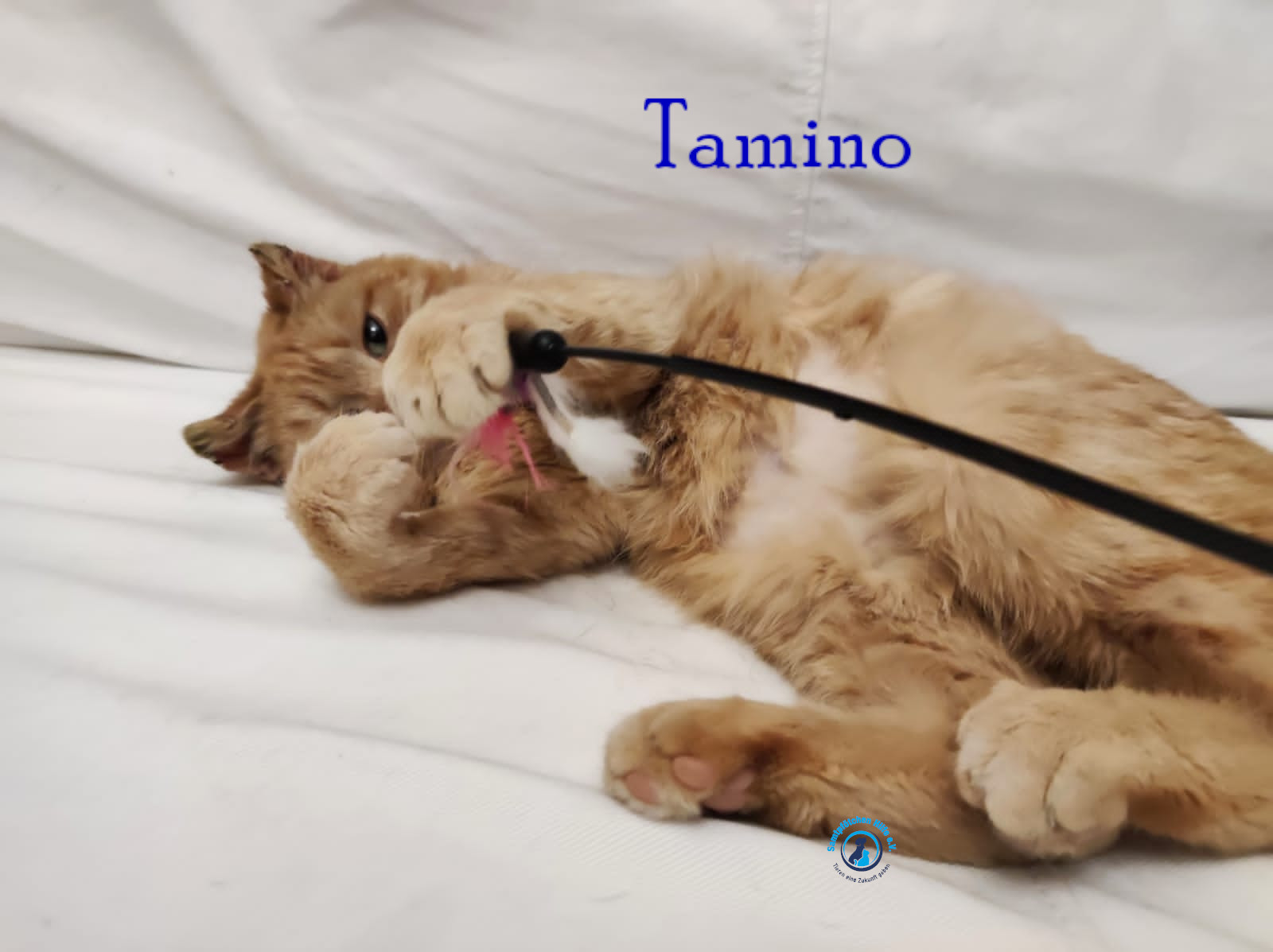 Fremde_Katzen/Tamino/Tamino13mN.jpg