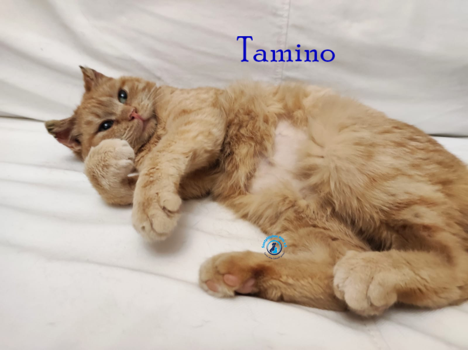 Fremde_Katzen/Tamino/Tamino14mN.jpg