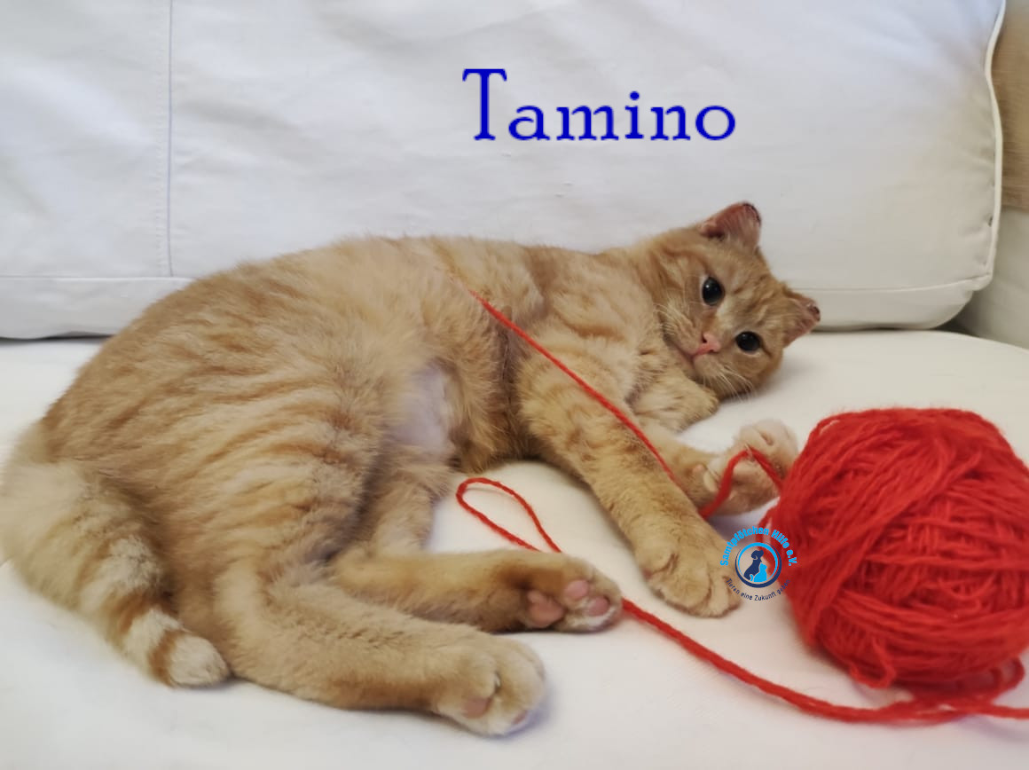 Fremde_Katzen/Tamino/Tamino16mN.jpg