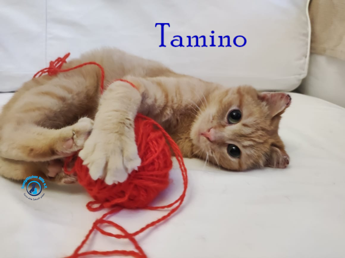 Fremde_Katzen/Tamino/Tamino17mN.jpg