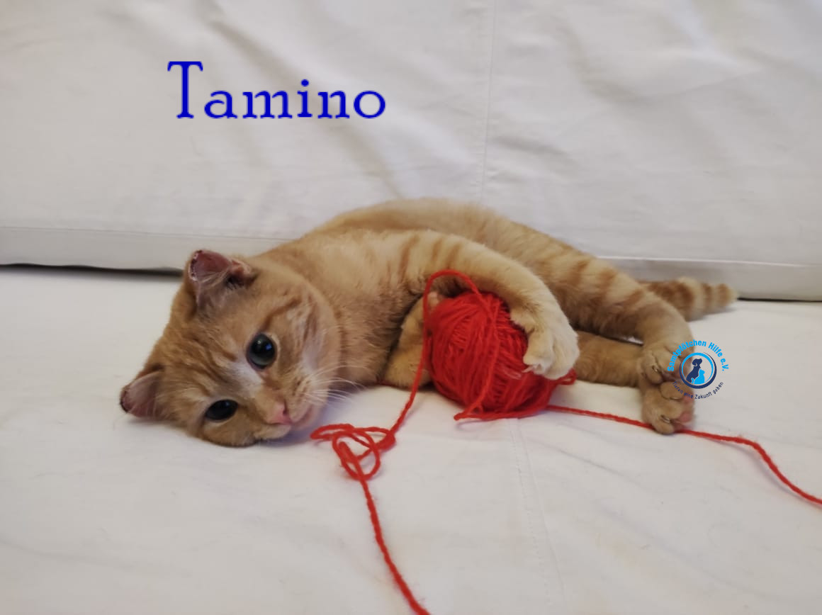 Fremde_Katzen/Tamino/Tamino18mN.jpg
