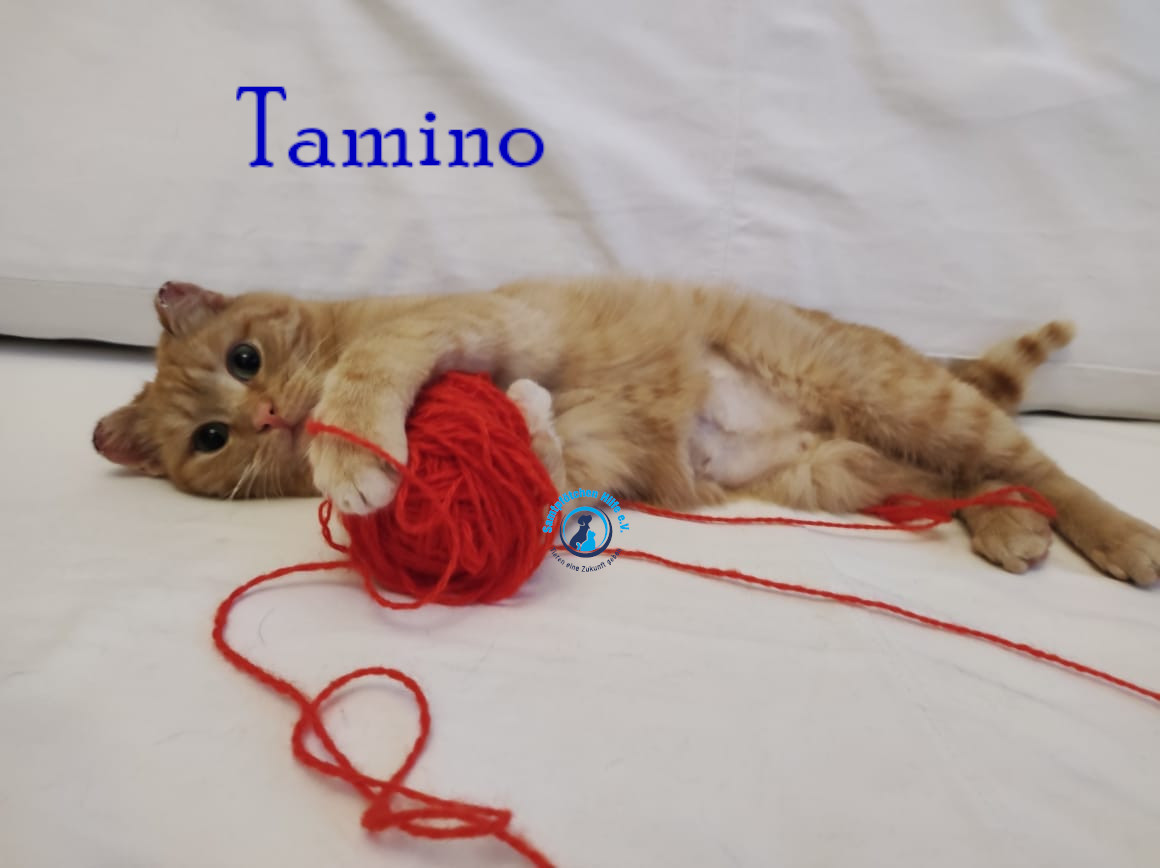 Fremde_Katzen/Tamino/Tamino19mN.jpg