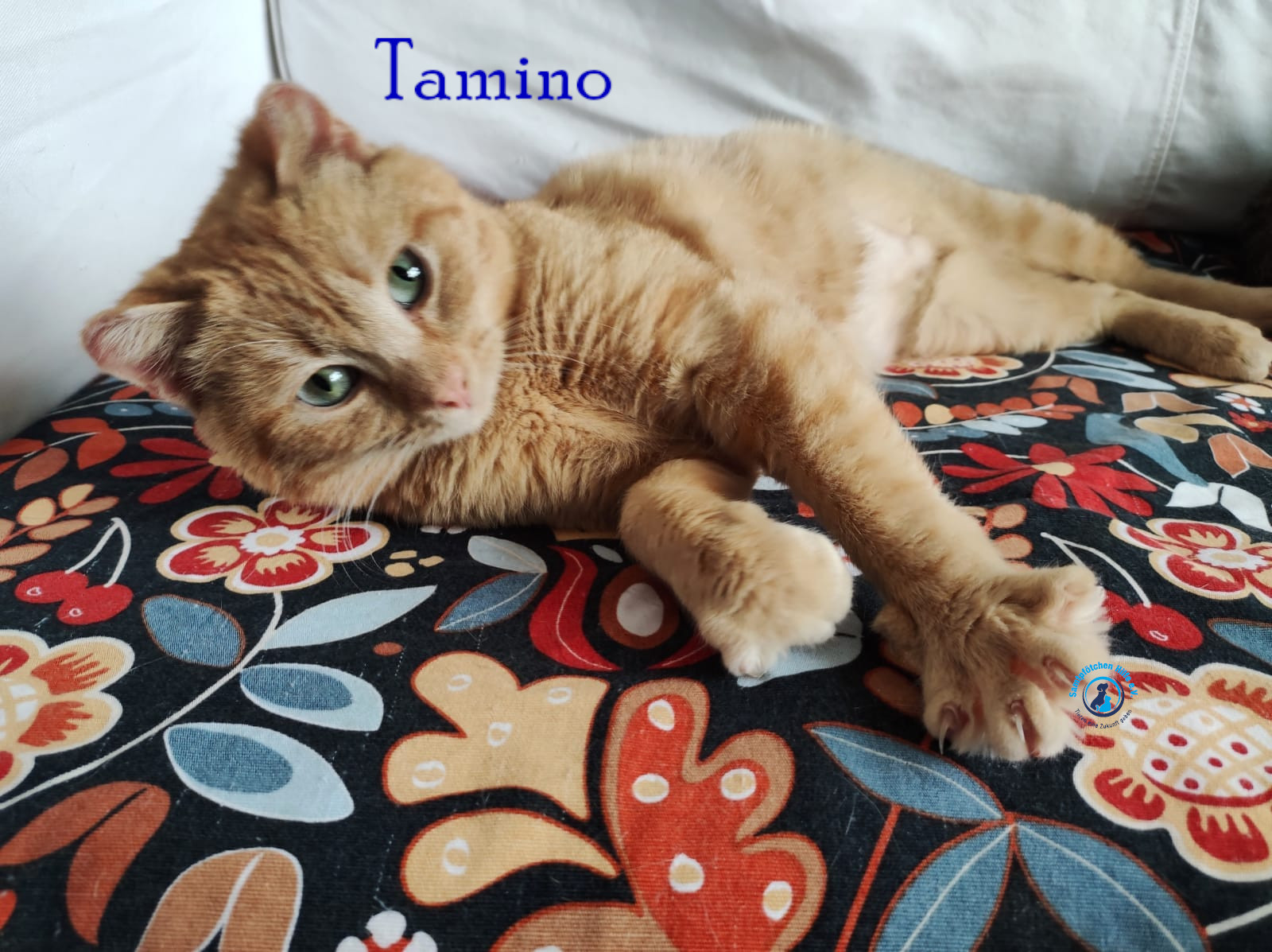 Fremde_Katzen/Tamino/Tamino22mN.jpg