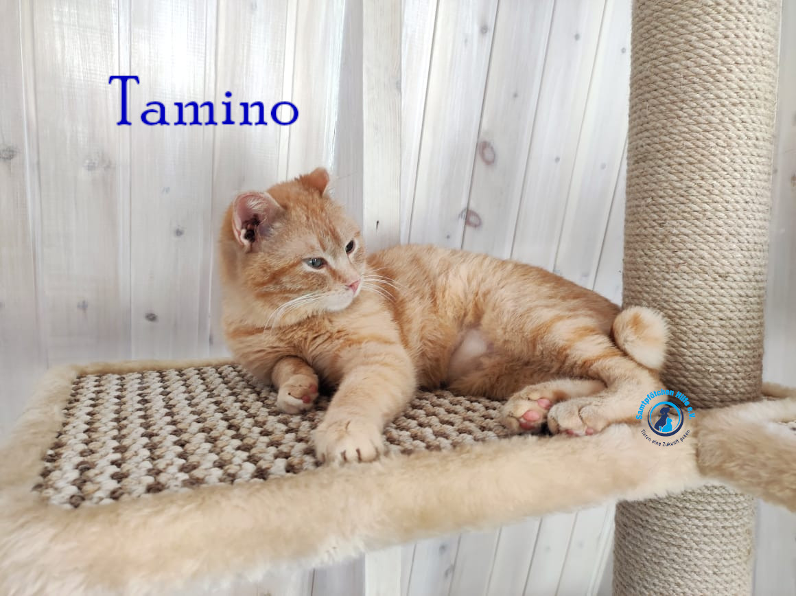 Fremde_Katzen/Tamino/Tamino23mN.jpg