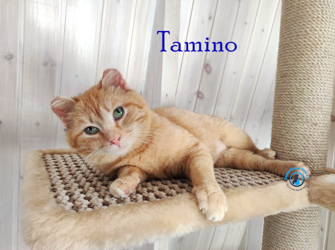 Fremde_Katzen/Tamino/Tamino25mN.jpg